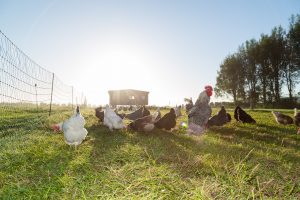 Hühnerstall mit Hühner und Han auf der Weide